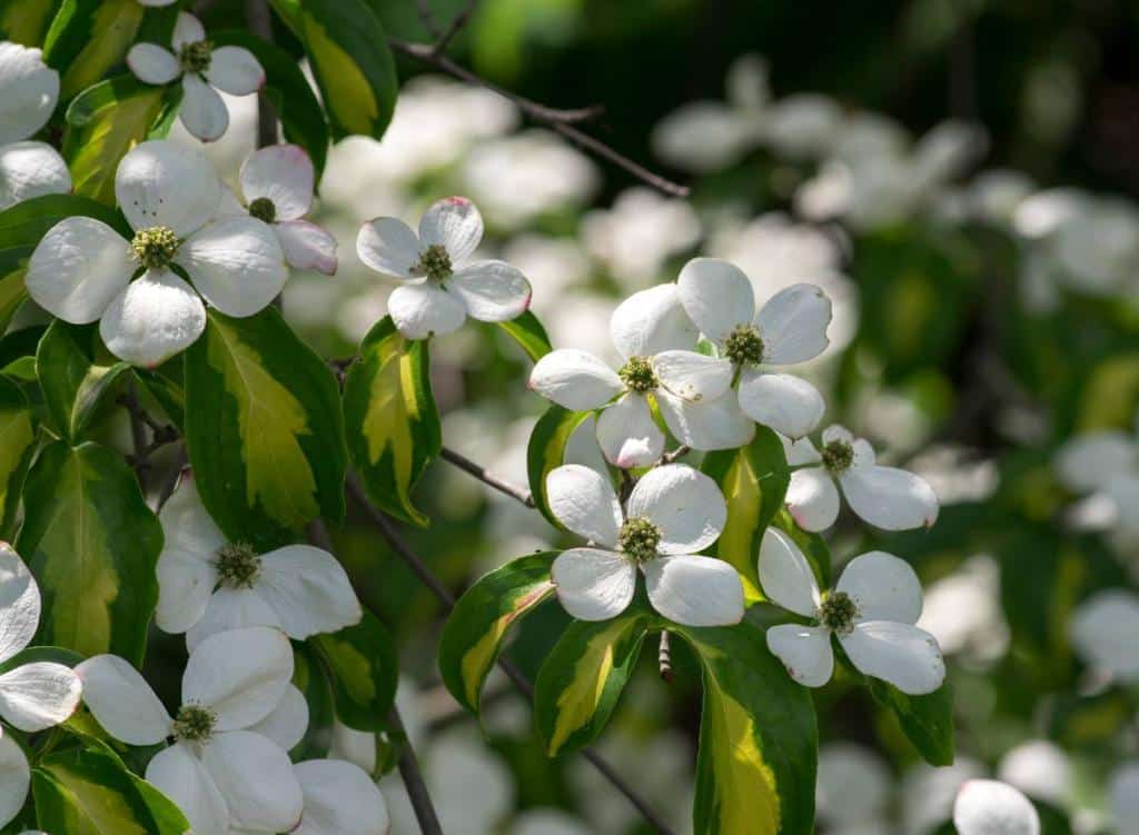 Cornouiller-du-japon-Cornus-kousa