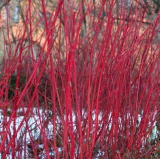 Cornus-sanguinea-cornouiller-sanguin Cornus sanguinea - cornouiller sanguin