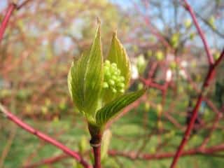 Entretien-du-Cornus-sanguinea-cornouiller-sanguin Entretien du Cornus sanguinea - cornouiller sanguin