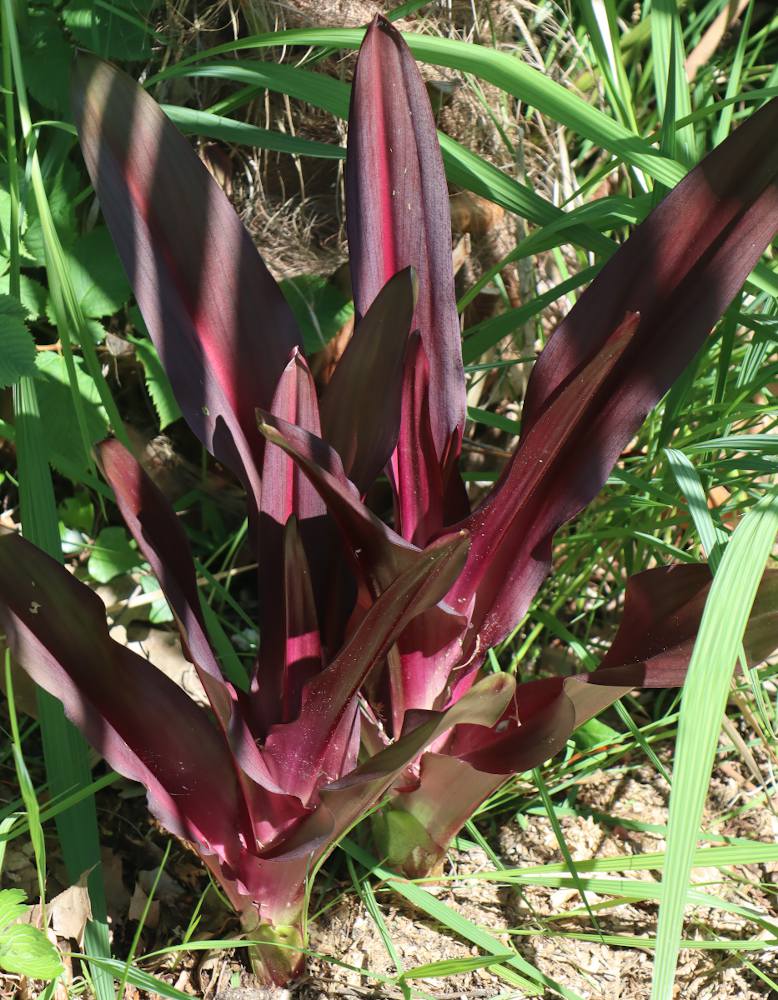 Eucomis-comosa-Sparkling-Burgundy Eucomis comosa 'Sparkling Burgundy'