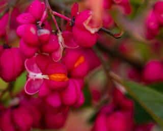 Euonymus-europaeus-fusain-europe-fruit-comestible-ou-toxique Euonymus europaeus - fusain europe - fruit comestible ou toxique