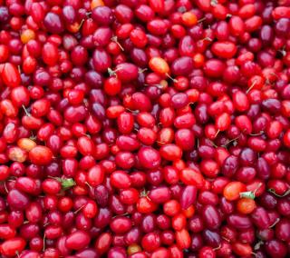 Fruits-baie-rouge-Cornus-sanguinea-cornouiller-sanguin Fruits baie rouge Cornus sanguinea - cornouiller sanguin