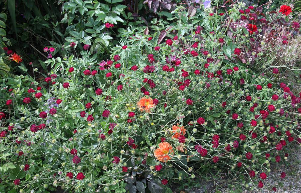 Knautia-macedonica Knautia macedonica