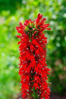 Lobelia-entretien Lobelia entretien