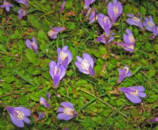 Mazus-reptans Mazus reptans