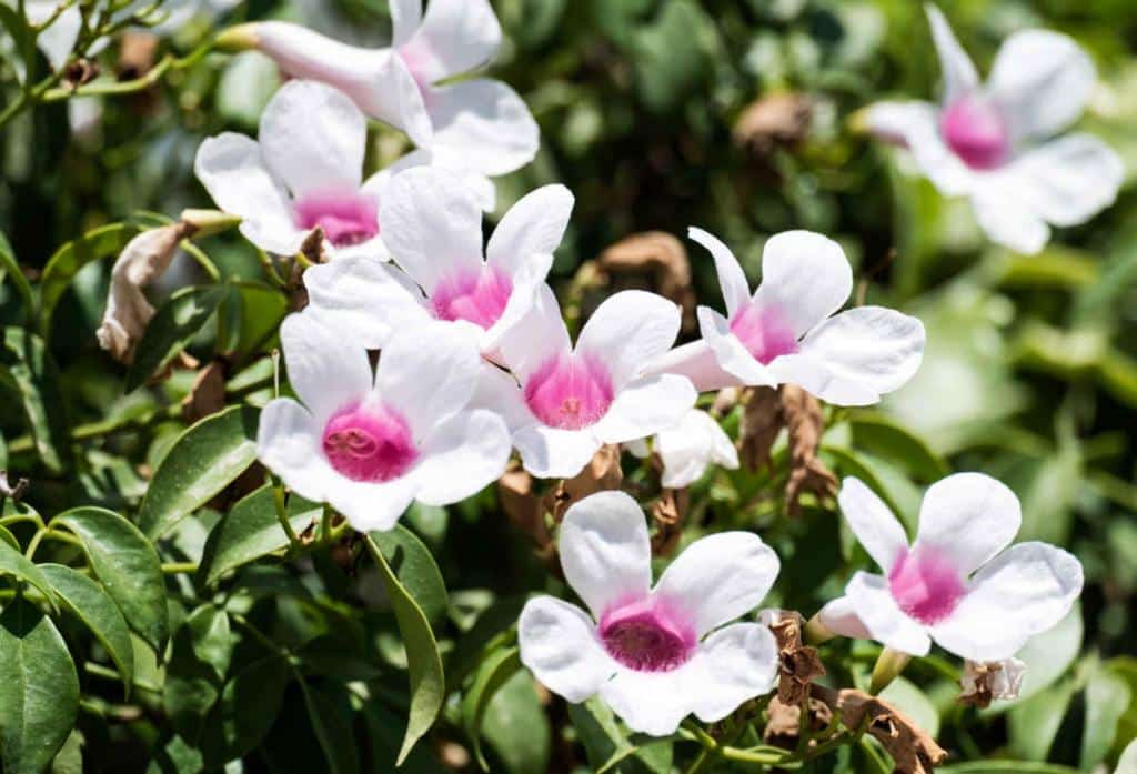 Pandorea-jasminoides - Pandorea : une grimpante très intéressante