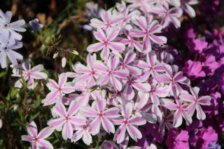 Phlox-fleur Phlox en fleur