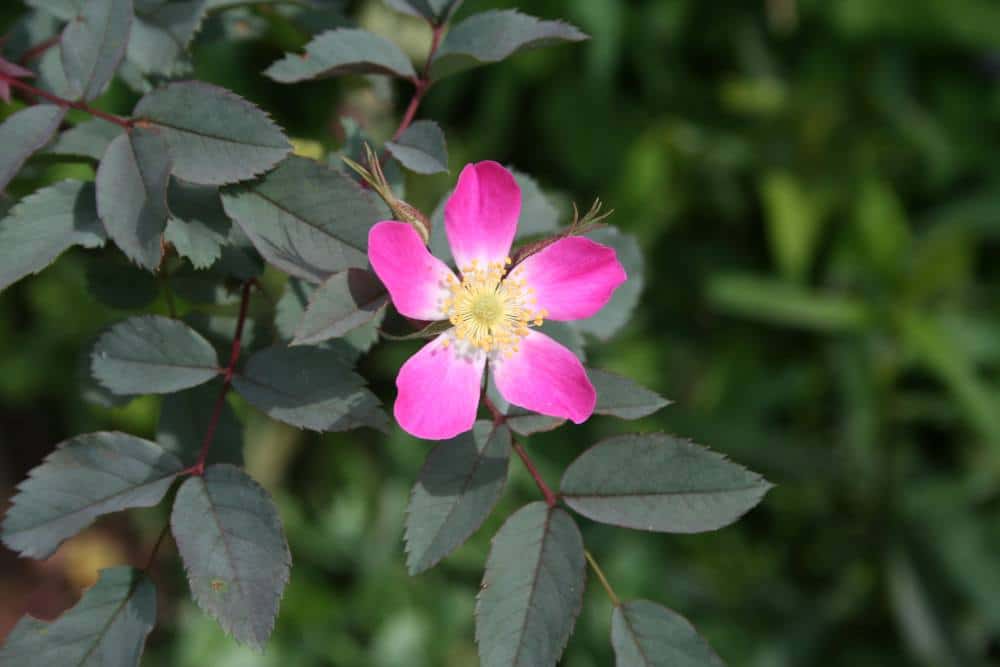 Rosa-glauca Rosa-glauca