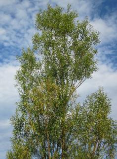 Saule-blanc-Salix-alba-Plantation Saule blanc - Salix alba - Plantation