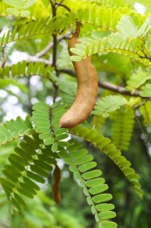Tamarinier-Tamarindus-indica Tamarinier - Tamarindus indica