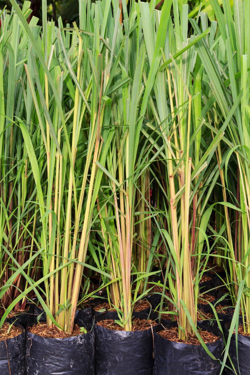 Plantation de la citronnelle