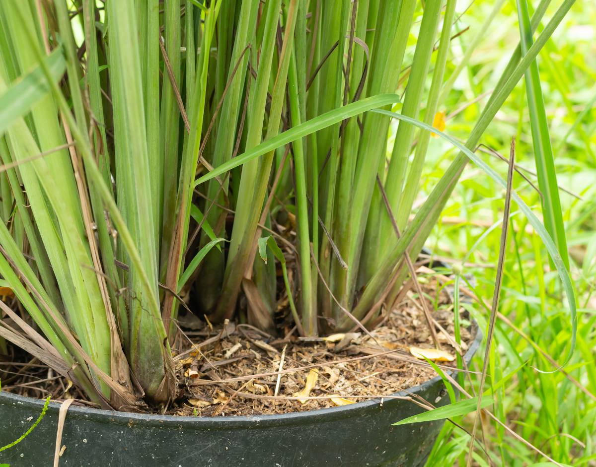 Cultiver la Citronnelle en pot