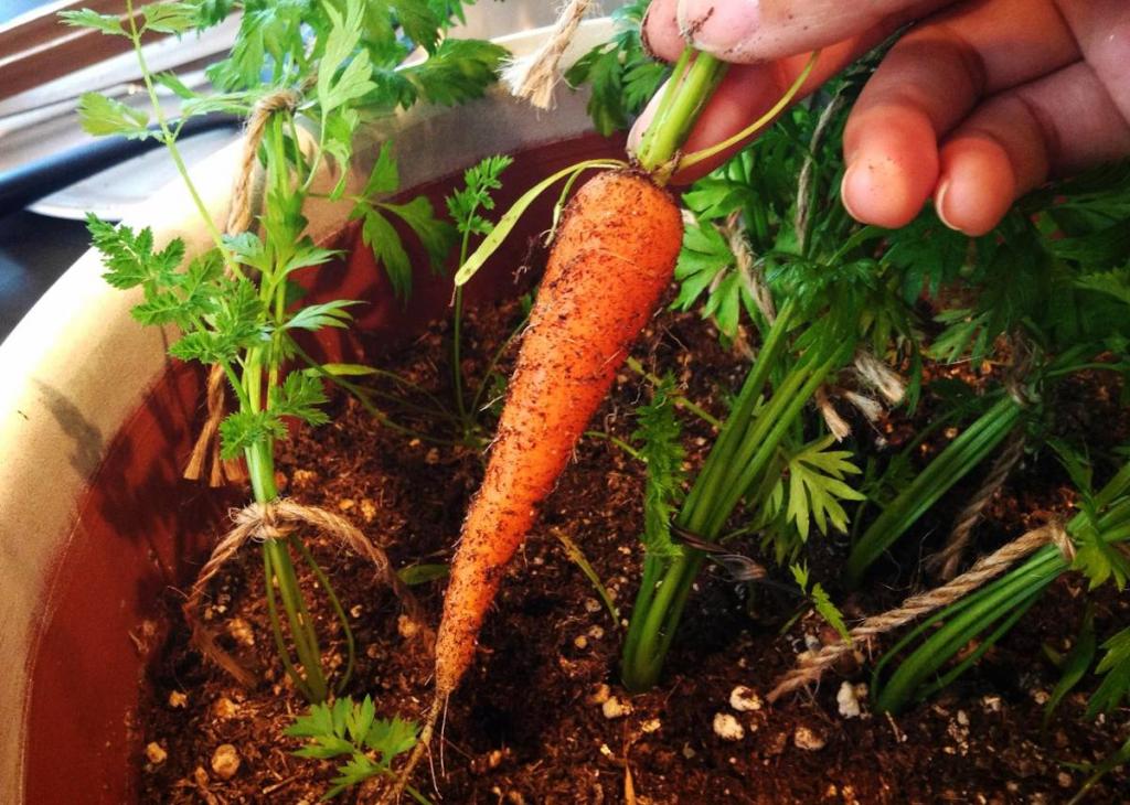 Cultiver des carottes en pot
