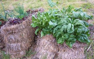 cultiver-legume-sur-botte-de-paille-conseil cultiver legume sur botte de paille conseil