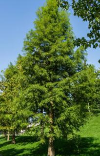 cypres-chauve-plantation cypres chauve plantation