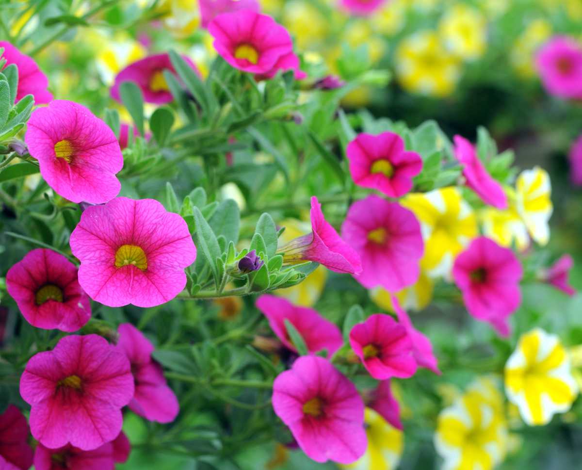 Pétunia