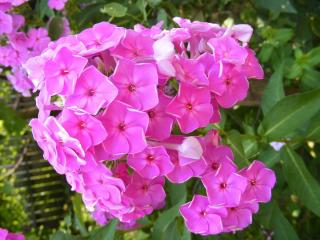 phlox-panicule-paniculata phlox paniculé paniculata