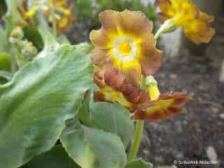 primula-auricula-oreille-d-ours primula-auricula-oreille-d-ours
