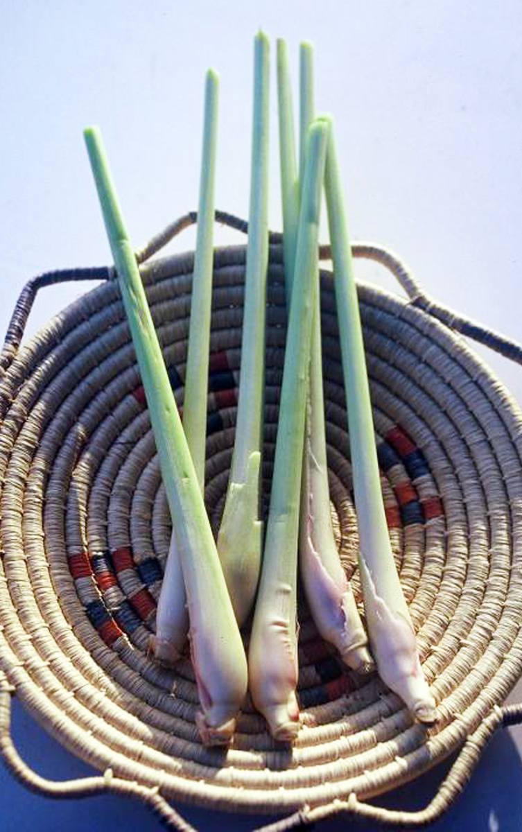 Récolte de la citronnelle et utilisation