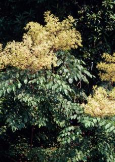 Aralia-Spinosa-arbuste Aralia Spino sa arbuste