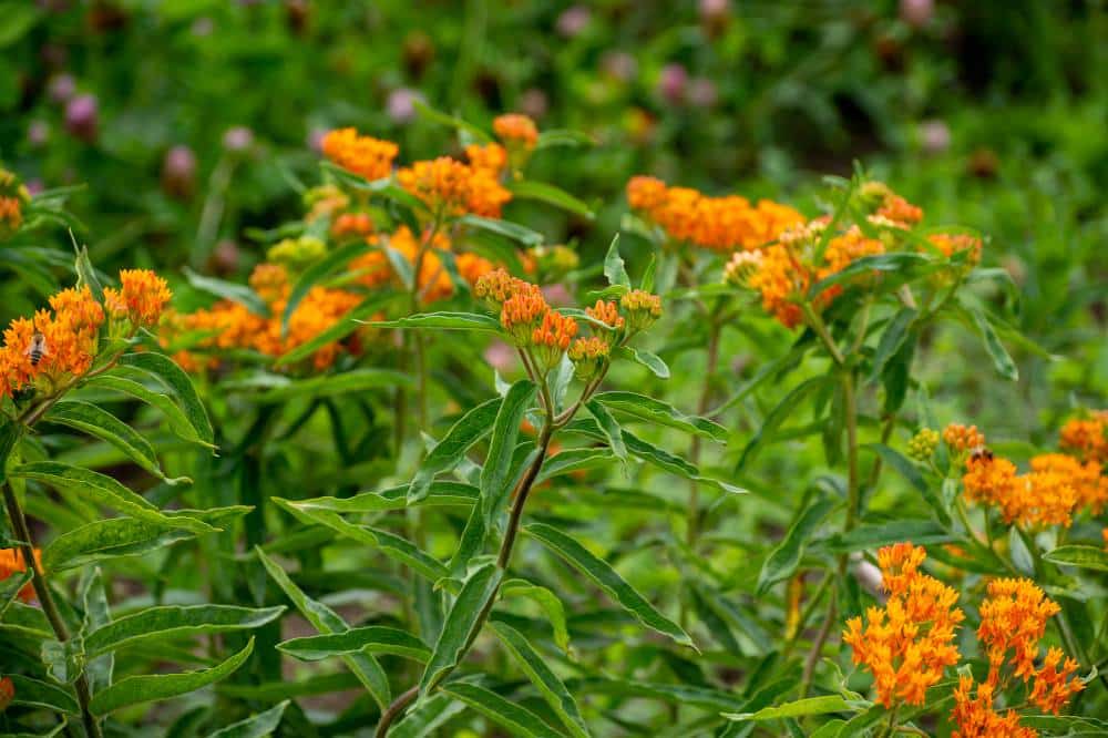 Asclepias-Asclepiade