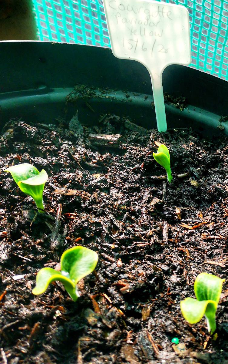 Courgette en pot : plantation