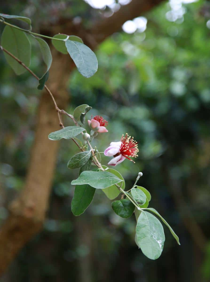 Feijoa-sellowiana Feijoa sellowiana