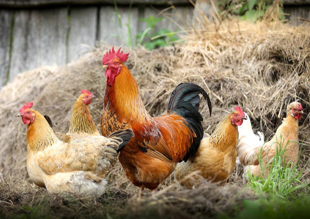 Fiente de poule - utilisation engrais