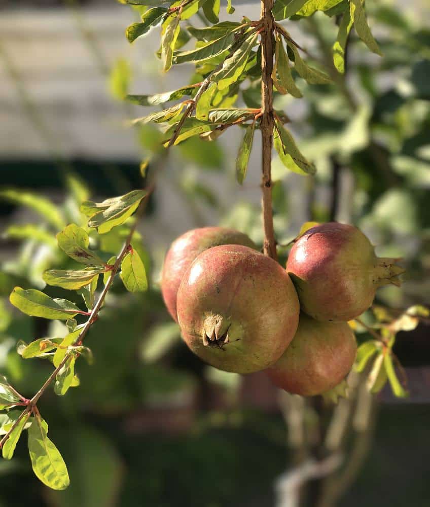 Grenadier-Punica-granatum Grenadier - Punica granatum