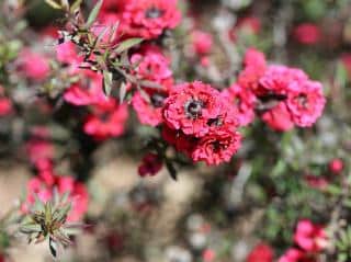 Leptospermum-Arbre-a-the Leptospermum - Arbre a thé