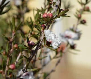Plantation-Leptospermum-Arbre-a-the Plantation Leptospermum - Arbre a thé