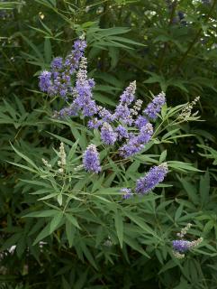 Vitex-agnus-castus Vitex agnus-castus
