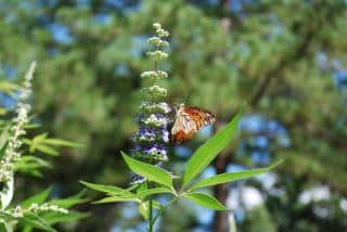 Vitex-agnus-castus-feuille Vitex agnus-castus feuille