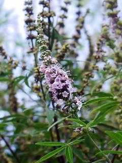 Vitex-agnus-castus-fleur Vitex agnus-castus fleur