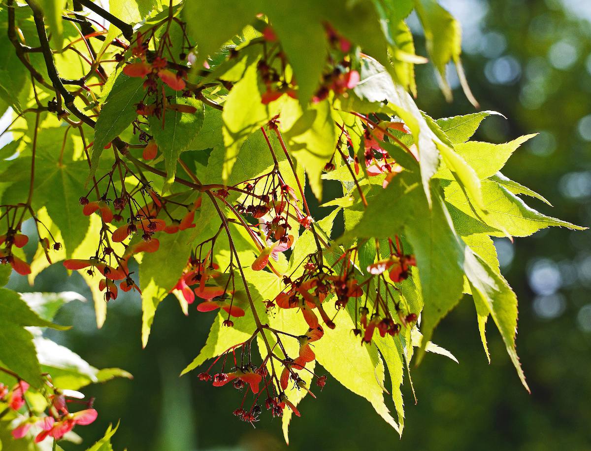 acer-palmatum-Osakazuki acer palmatum Osakazuki