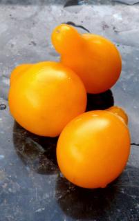 culture-Tomate-Yellow-Pearshaped culture Tomate Yellow Pearshaped