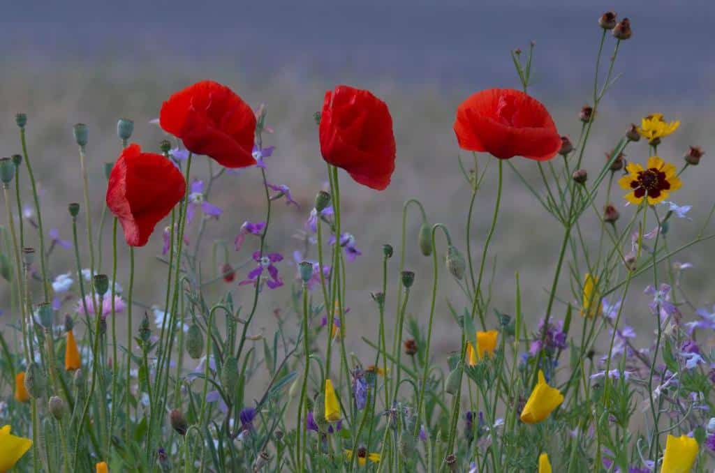 fleur-annuelle-facile-rapide