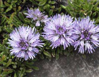 jasione-vivace-Jasione-laevis-Entretien jasione vivace - Jasione laevis - Entretien
