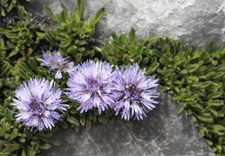 jasione-vivace-Jasione-laevis-Plantation jasione vivace - Jasione laevis - Plantation
