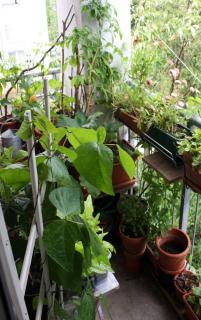 permaculture-balcon-terrasse permaculture balcon terrasse