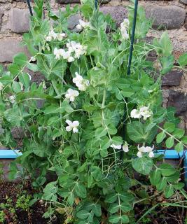 petit-pois-terrasse-balcon petit pois terrasse balcon