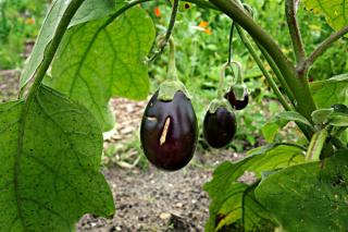 quand comment tailler aubergine