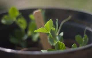 semis-plantation-Petit-pois-en-pot semis plantation Petit pois en pot