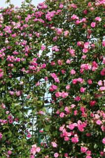 treillage-de-charme-pour-rosier treillage de charme pour rosier