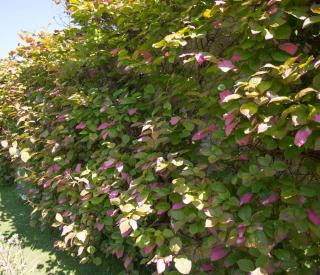 Actinidia-kolomitka-feuilles-roses Actinidia kolomitka feuilles roses