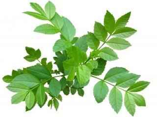 Fraxinus-excelsior-feuille-feuillage Fraxinus excelsior - feuille feuillage