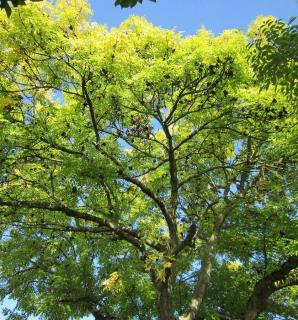 Fraxinus-excelsior-frene-commun Fraxinus excelsior - frene commun