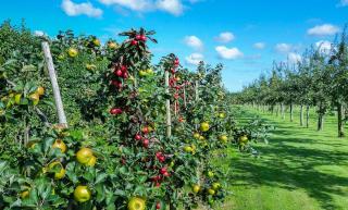 soin traitement fruitier soin traitement fruitier