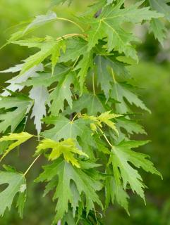 Acer-saccharinum-erable-argente Acer-saccharinum-erable-argente