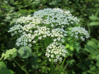 Aegopodium-egopode-herbe-aux-goutteux Aegopodium - égopode - herbe aux goutteux
